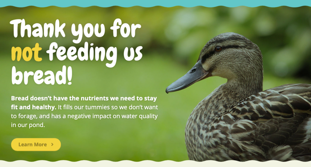This image is from a website: www.breaducation.org.uk/index.html , it shows ducks saying thanks for not feeding them bread. We all need to choose #betterthanbread . 