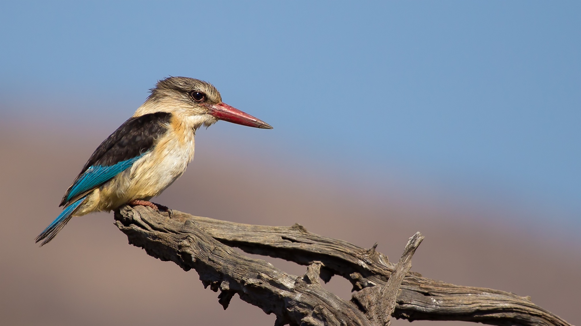 The KingFisher