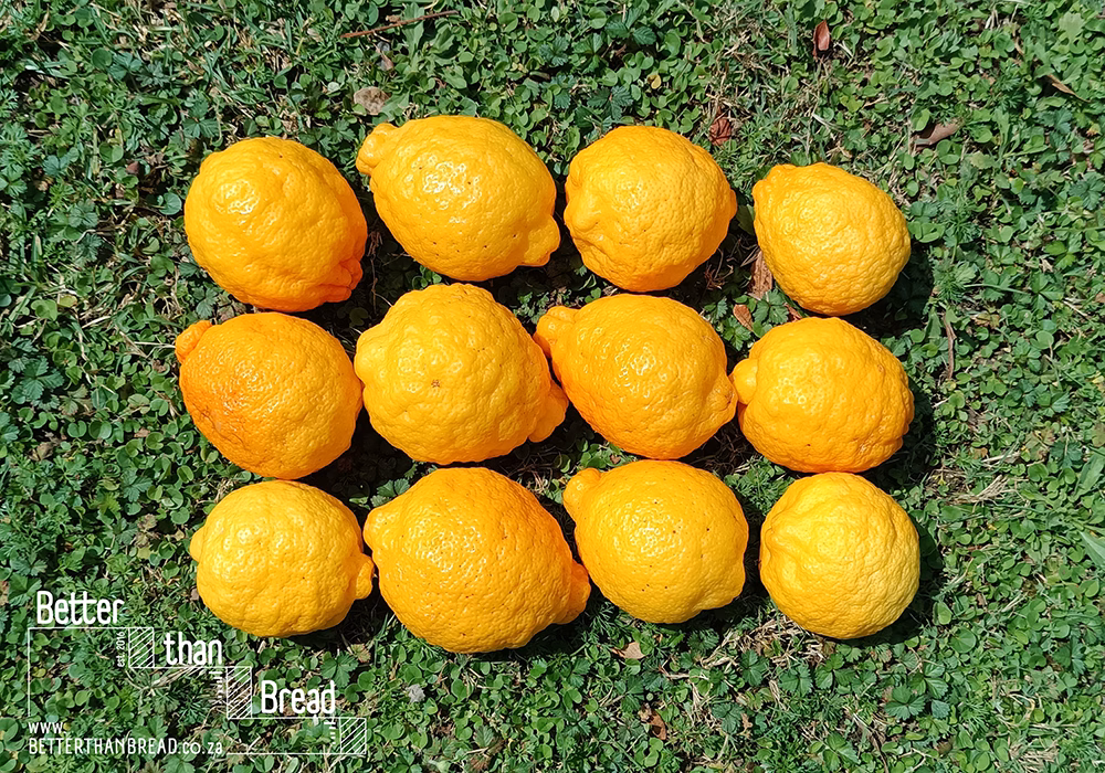 Photo of Organic Lemons x 12 : Thick Skinned , lying in rows on grass.